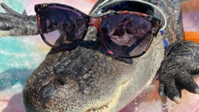 “Emotional Support Joie Henney Alligator Denied Access to Baseball Stadium”