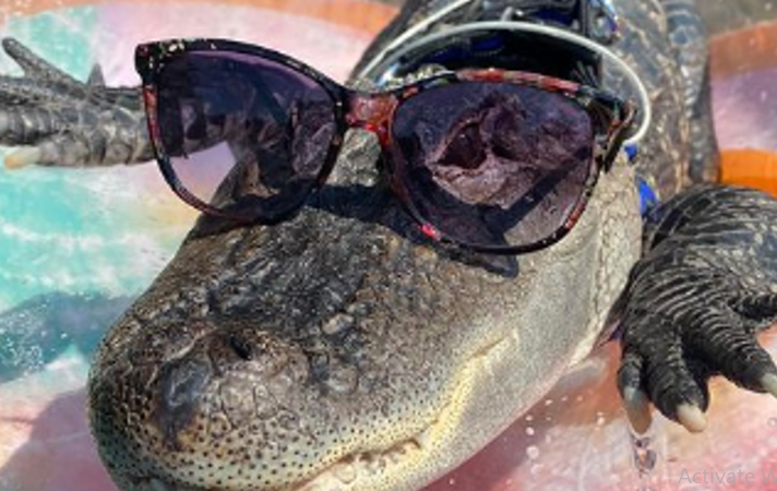 Photo of “Emotional Support Joie Henney Alligator Denied Access to Baseball Stadium”