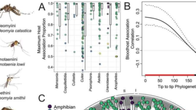 The study provides a clear understanding of the evolutionary journey of mosquitoes and the organisms they feed on.