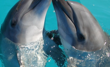Dolphins use distinctive whistles for their young.