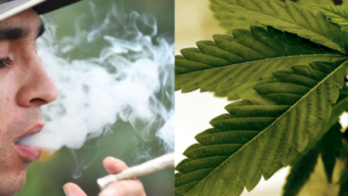 “Shocking: American Heart Association Links Daily Marijuana Use to 34% Higher Risk of Heart Failure”