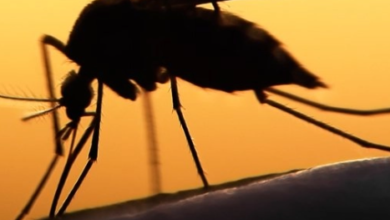 Malaria Devastating Resurgence in the U.S. and the Race Against Time with Affordable New Vaccine!