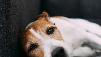 “Mysterious Dog Respiratory Illness Strikes Nationwide: Uncovering the Deadly Cause and Urgent Prevention Tips!”