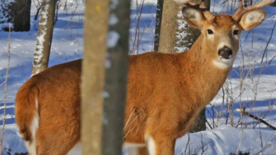 Zombie Deer Disease Takes the World by Storm – Find Out How New York Stood Alone in Defeating Chronic Wasting Disease!