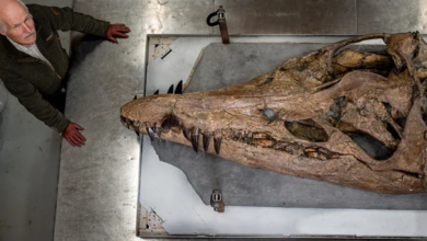 “Jaw-Dropping Discovery: Unveiling the Gigantic Skull of a Sea Monster! Is This the Fiercest Predator in History?”