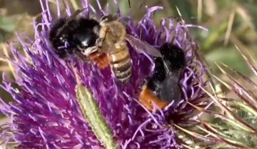 Certain honeybees in Italy routinely engage in the act of pilfering pollen from the bodies of bumblebees.